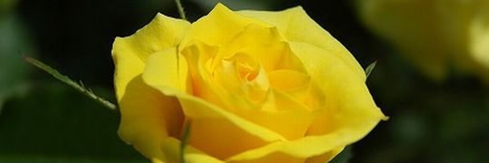 Venus Salon Jonnobi Top