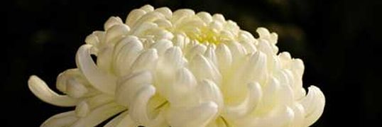 Venus Salon Jonnobi Top